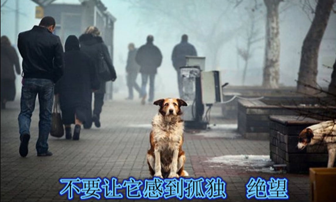 邢台邢台爱影圈微博微信转发案例